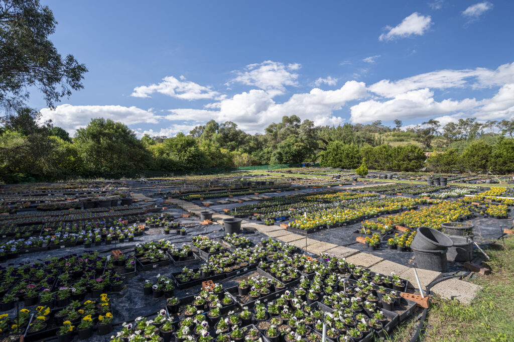 35 Camden Road, DOUGLAS PARK, NSW 2569