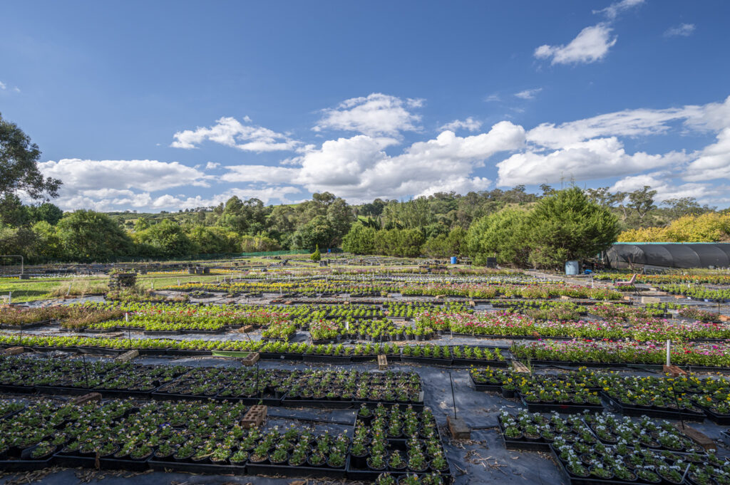 35 Camden Road, DOUGLAS PARK, NSW 2569