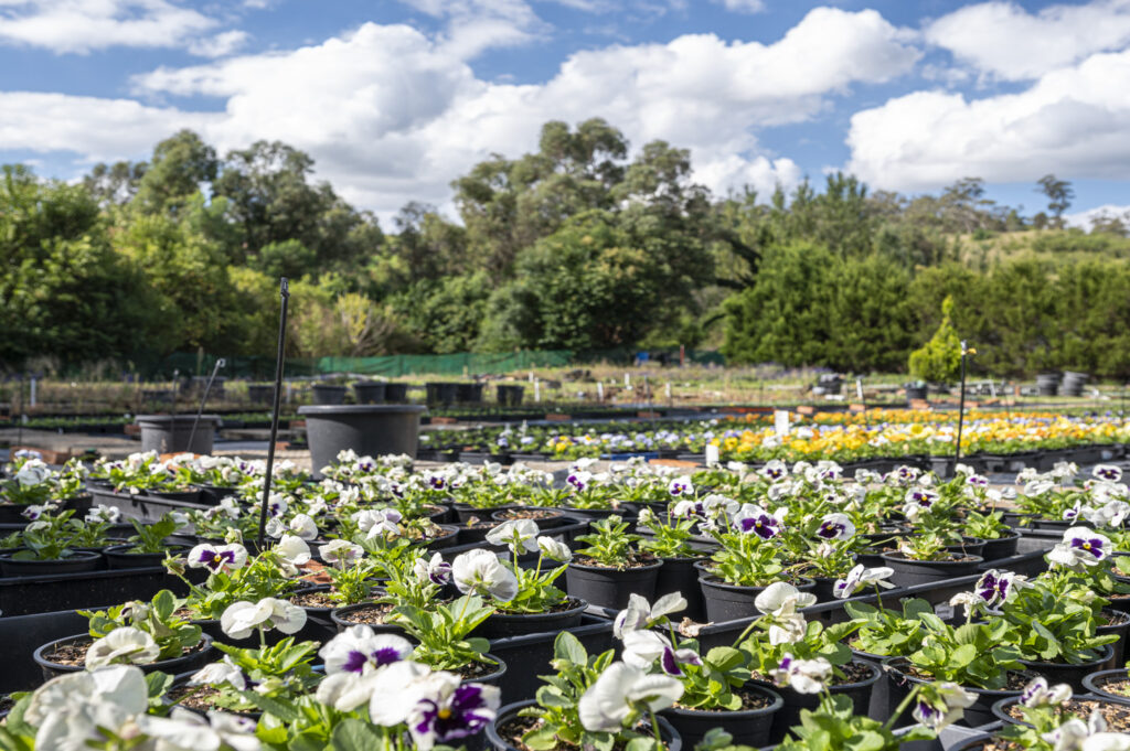 35 Camden Road, DOUGLAS PARK, NSW 2569