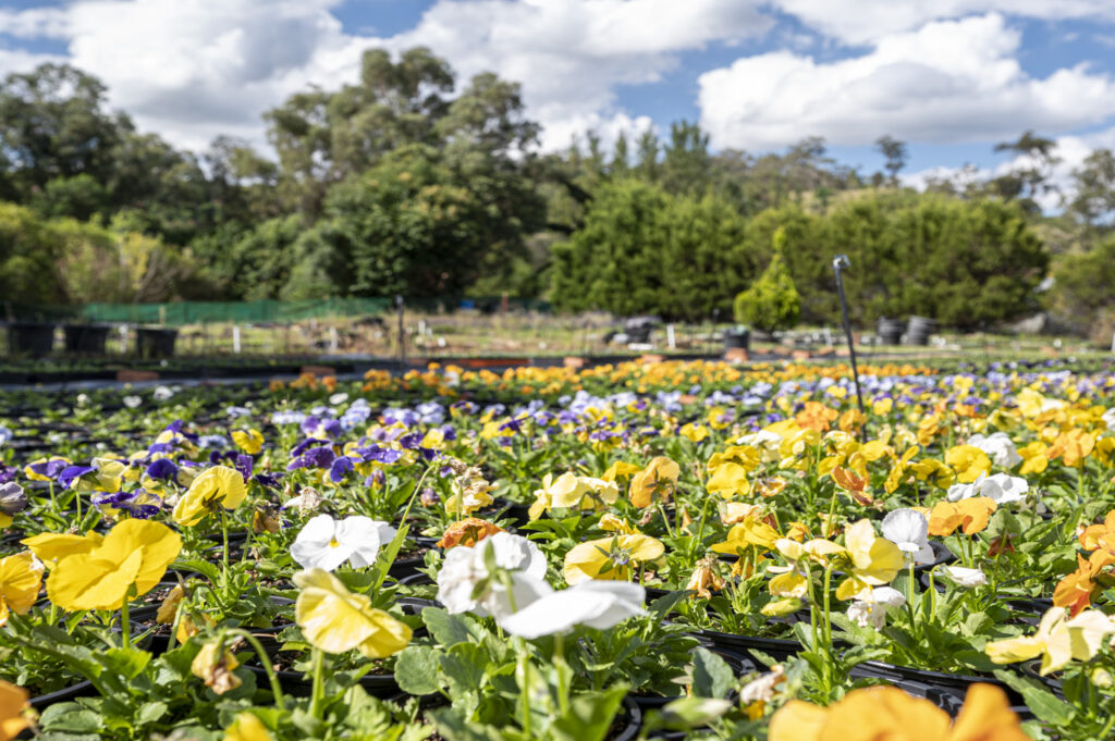 35 Camden Road, DOUGLAS PARK, NSW 2569